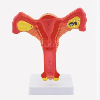 1: 1 Модель человеческой женской матки, яичников, фаллопиевых труб, Анатомическая модель анатомии человека, медицинские учебные пособия