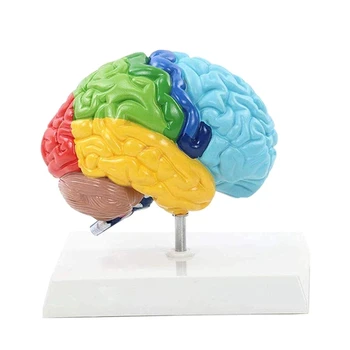 Правое полушарие мозга Модель человеческого тела ПВХ 1: 1 для обучения студентов, модель для сборки в учебном кабинете